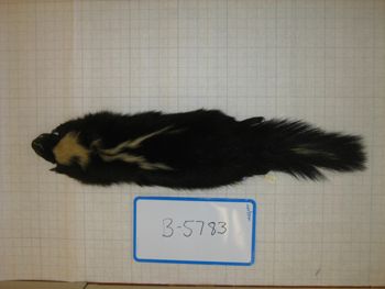 Media type: image;   Mammalogy BANGS-5783